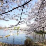 東京を代表する『桜』と『ソメイヨシノ』の名所【上野恩賜公園】