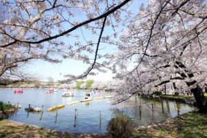 東京を代表する『桜』と『ソメイヨシノ』の名所【上野恩賜公園】