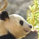 新パンダのシャンシャン（香香）の観覧が大人気！【上野動物園】